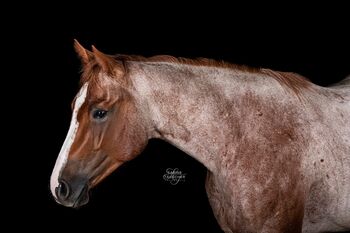 6 jähriger Quarter Horse Wallach, Janine Petschnig , Horses For Sale, Sommerein