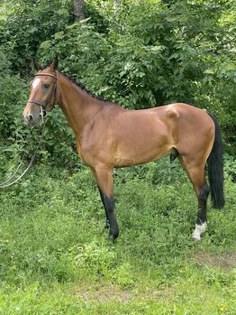 6yo hackney gelding