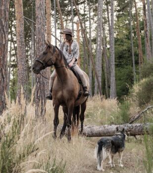 6yo PRE/Hannover mix gelding Lord of Peace, Laima Piliņa, Horses For Sale, Bauska