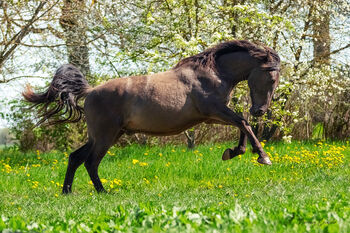 6yo PRE/Hannover mix gelding Lord of Peace, Laima Piliņa, Pferd kaufen, Bauska