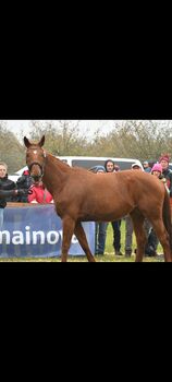 7 Jahre alte stute springpferd Allrounder