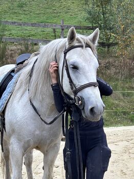 7-jährige liebe schwere Warmblutstute