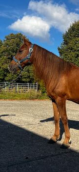 7 jähriger Berber Mix Wallach, Nubi Angelina , Horses For Sale, Potsdam 