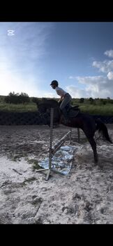 7 yo pony for big tracks