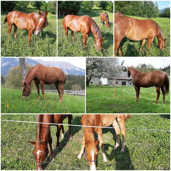 7 jährige Quarter Horse Stute sucht 5 ☆ Zuhause, Sarah, Konie na sprzedaż, Hermagor