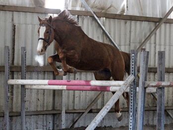 7 vielversprechende Jungpferde direkt vom Züchter zu verkaufen