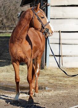 7 vielversprechende Jungpferde direkt vom Züchter zu verkaufen, Carina, Horses For Sale, Per