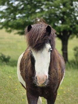 7-jähriger Islandwallach – Schecke, blaue Augen, genetisch fünfgängig, Veronika, Horses For Sale, Várpalota