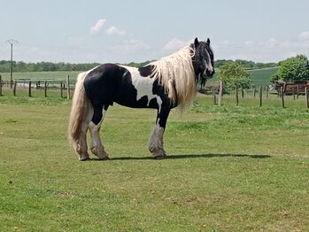 7 Jahre alter Iris Cob Hengst gekört, Verena Amacker, Horses For Sale, Genevrey