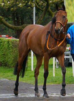 7 jährige Vollblutstute, Rosen , Horses For Sale, Düsseldorf