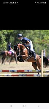 7yo hackney gelding, AlexZ, Horses For Sale, Giurgiu