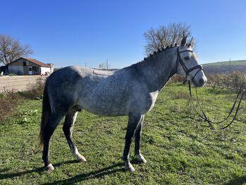 7yo gelding