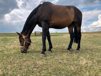 8 Jähriger Wallach, Mo , Horses For Sale, Mönchenholzhausen 