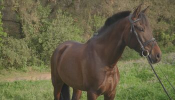 8 jährige Andalusier Stute, ca. 1.62 m, L Niveau - super easy, Thomas Adams (Caballos PRE), Pferd kaufen, Bell