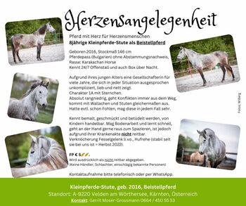 8jährige Kleinpferde-Stute als Beistellpferd, Andrea, Horses For Sale, Velden am Wörthersee