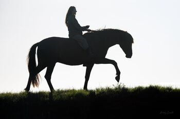 8yo PRE gelding Livino de Gredos