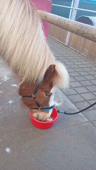 8jähriger Isländer Islandpferd, Pia, Horses For Sale, Egenhausen 