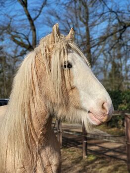 8 jähriger Tinker zu verkaufen, Maike , Horses For Sale, Dietzenbach