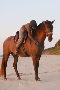 8yo PRE gelding Livino de Gredos