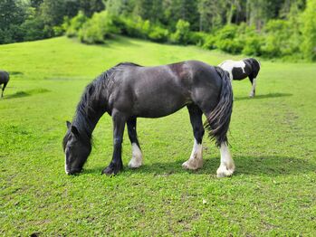 8-jährige Tinkerstute als Bodenarbeitspferd/Beisteller zu vergeben, Elisabeth Lunger , Horses For Sale, Pfitsch 