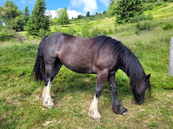 8-jährige Tinkerstute als Bodenarbeitspferd/Beisteller zu vergeben