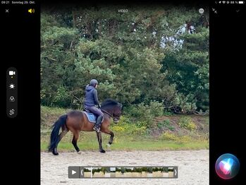 9 jähriger Welsh cob, Bekker, Horses For Sale, Elsdorf