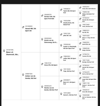 9 jährige STER Stute mit top Abstammung