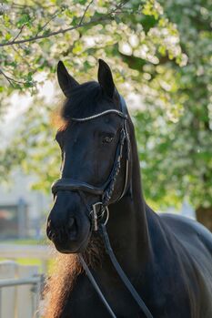 9 jährige STER Stute mit top Abstammung, Lisa , Horses For Sale, Unternberg