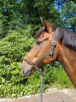 9 jährigen Allrounder, Louisa Sandstede , Horses For Sale, Edewecht