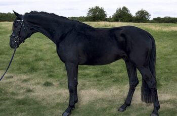 9-jähriger Wallach, Evelyn Pferdhod, Horses For Sale, Debrecen