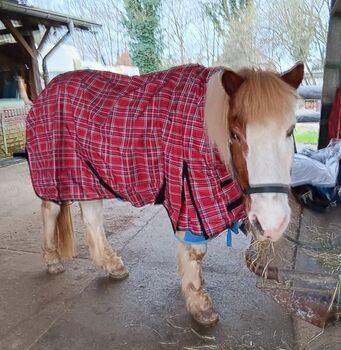 98,50€% REDUZIERT Regendecke 600D Fleece rot karo 125 135 145 155, eQuitack Regendecke mit Fleece, Reitartikelbörse (Reitartikelbörse - Onlineshop für Wanderreiter), Horse Blankets, Sheets & Coolers, Grevenbroich