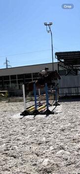 9yo Bulgarian sport horse