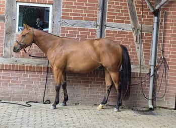 Bildschöner Quarter Horse Wallach mit vielversprechendem Allroundabstammung, Kerstin Rehbehn (Pferdemarketing Ost), Horses For Sale, Nienburg