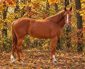 Ein wunderschön freizeit stute, CELINA, Horses For Sale, Kecskemét