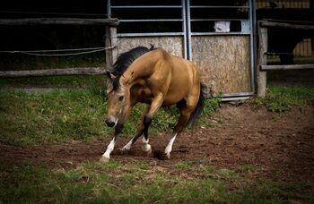 Buckskin-Traum mit Reiningblut der Extraklasse, Kerstin Rehbehn (Pferdemarketing Ost), Horses For Sale, Nienburg