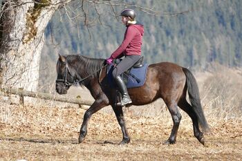 Ein Kumpel mit Gelassenheit, Irene Zimmermann, Horses For Sale, Ramsau am Dachstein