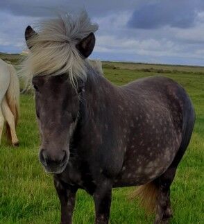 windfarbene Stute tragend von W21-Ellert-Sohn, Islandpferde-aus-Island, Horses For Sale, Südisland