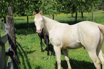 Ein Traum in Smoky Cream