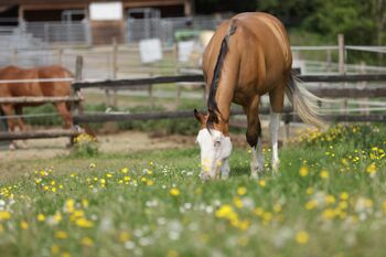 Bildhübsche Buckskin Quarter Horse Stute mit toller-Reining-Abstammung