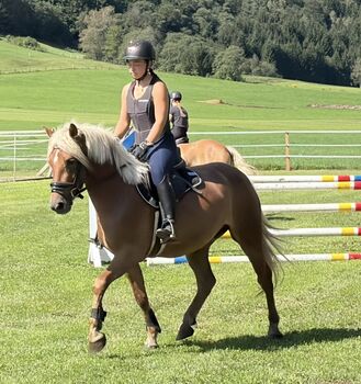 Hübscher dunkler Haflinger Wallach