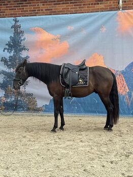 Ein Pferd zum Verlieben - Andalusier mit Charme und Zukunft
