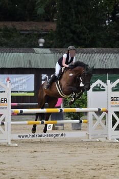 Herzensguter Wallach, DSP, Meike , Horses For Sale, 68163 Mannheim