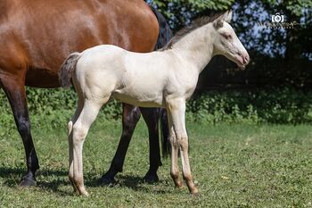 A Kizz To Remember - Azteca Horse, Hengst, 2 Monate, Classic Cream Champagne