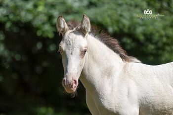 A Kizz To Remember - Azteca Horse, Hengst, 2 Monate, Classic Cream Champagne, WOW Pferd  (WOW Pferd), Pferd kaufen, Bayern - Attenkirchen