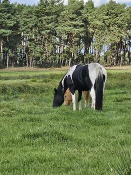 Liebe, bildhübsche Paint Horse Stute