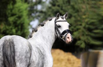 A Pony Welsh, Sharon Hofman, Horses For Sale, Vorden