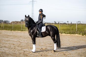 Pony with great personality, Agnieszka, Horses For Sale, Poznań