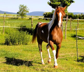 gerittener Pinto Araber mit 99,5% VA Anteil