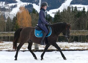 Ein Rohdiamant mit Potential, Irene Zimmermann, Horses For Sale, Ramsau am Dachstein