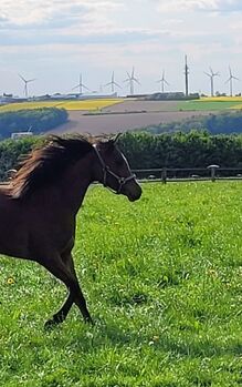 Ein See ( len) pferdchen sucht ihre ( n ) Menschen